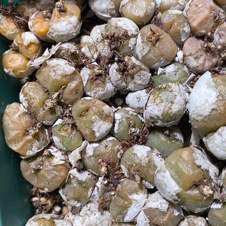 五头以上烧卖1群