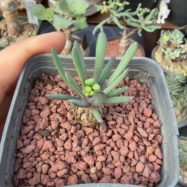 何丽厚墩菊（满28包邮）