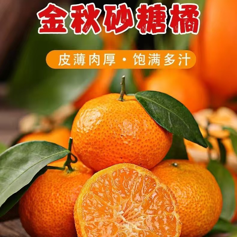 【明天到】正宗广西金秋砂糖橘纯甜皮薄砂糖桔果园直供枝头鲜果京东多仓发货广西壮族自治区