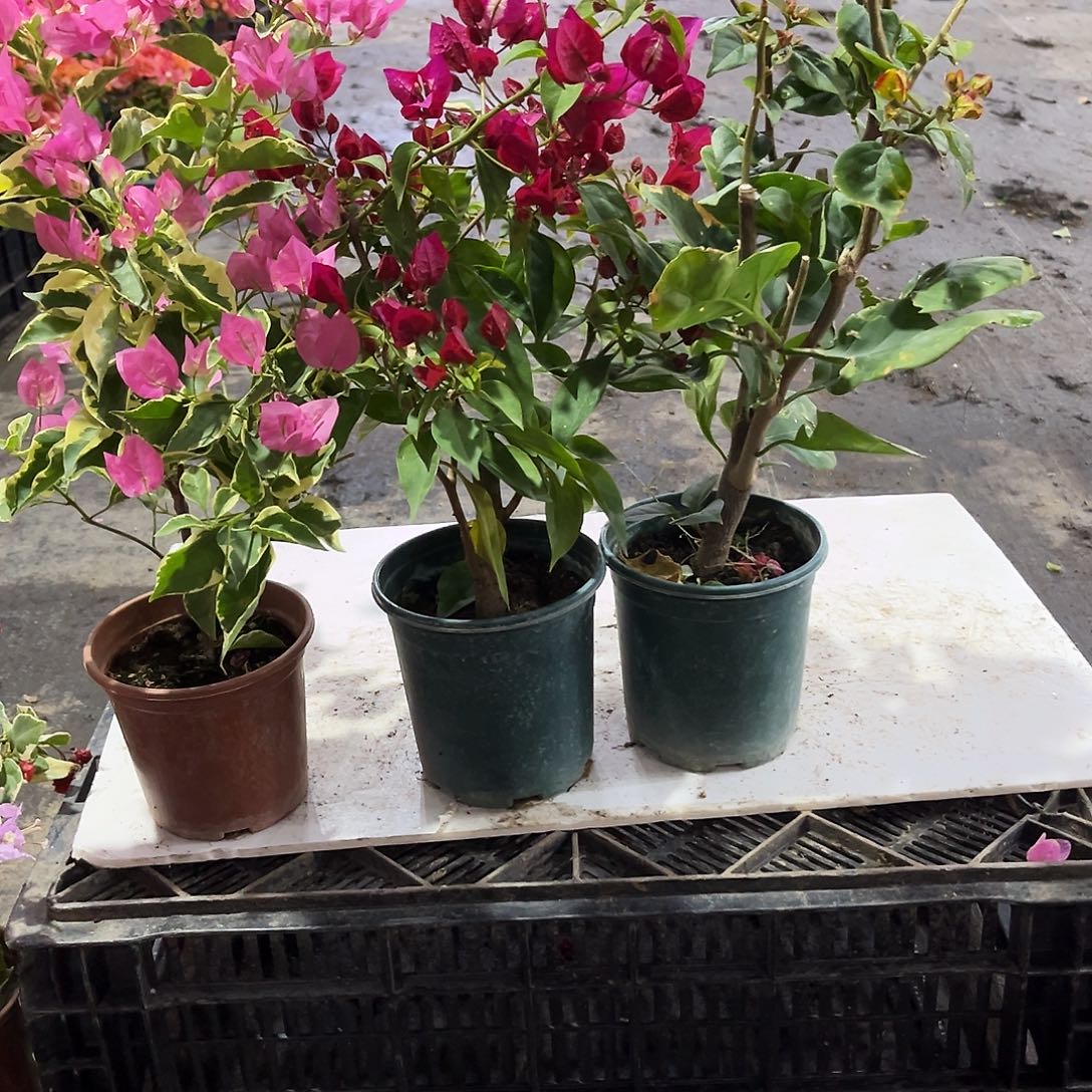 完全开放蜡染粉，倾城，凤凰