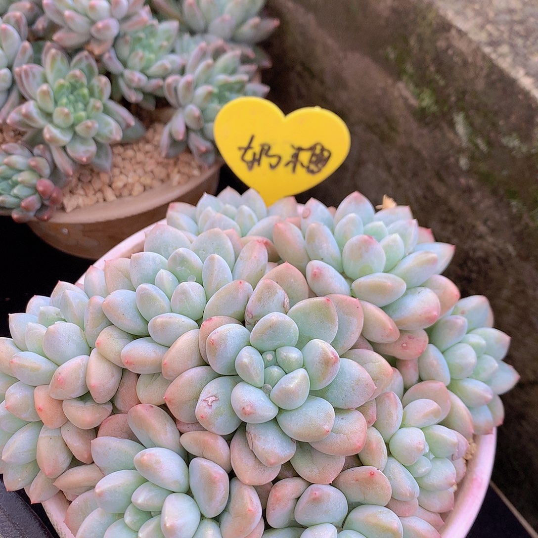 奶糖多肉一物一拍