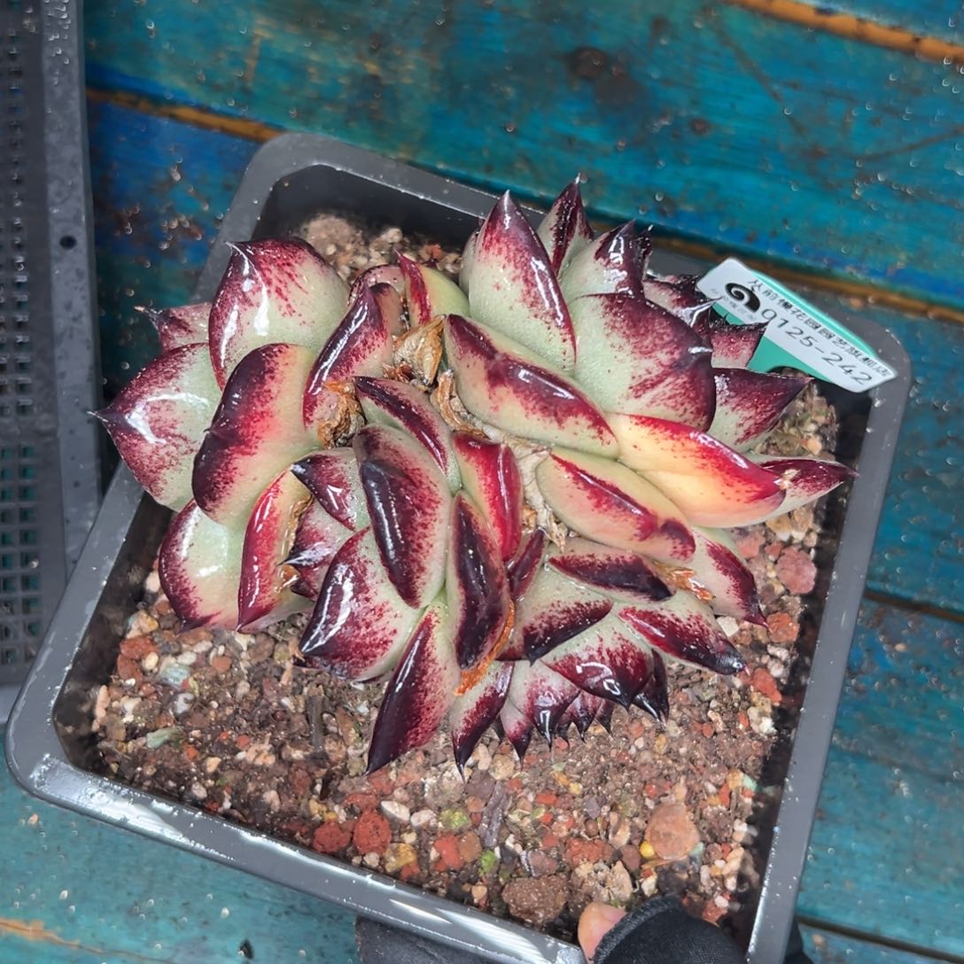 多肉一物一拍0125-242