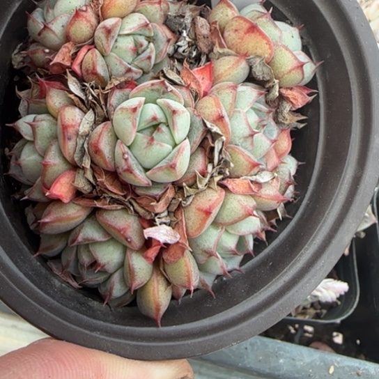 205 一物一拍多肉