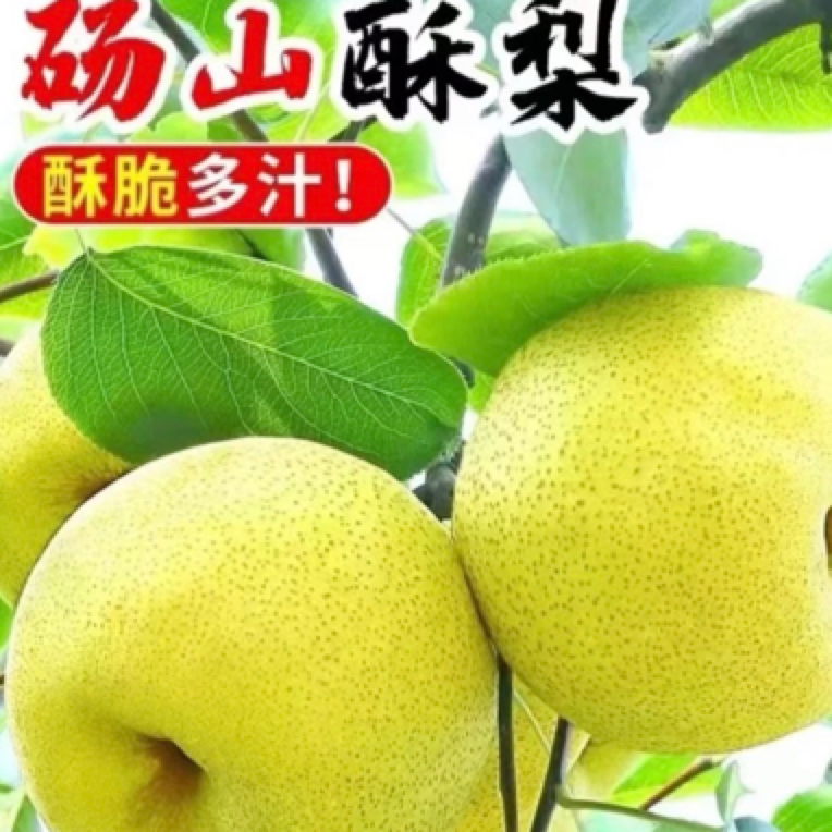 （顺丰包邮）正宗砀山酥梨 冰糖雪梨 爆汁纯甜 皮薄母梨