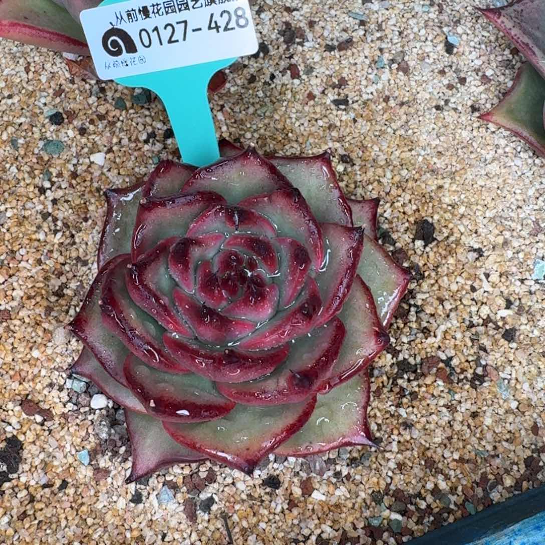 从前慢花园东云系0127-428