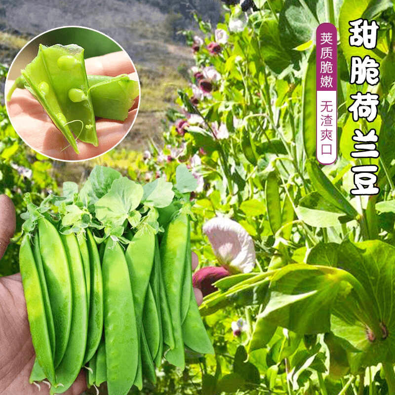 【全店满5包包邮】大荚荷兰豆种子