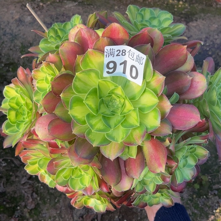 910韶华多肉植物