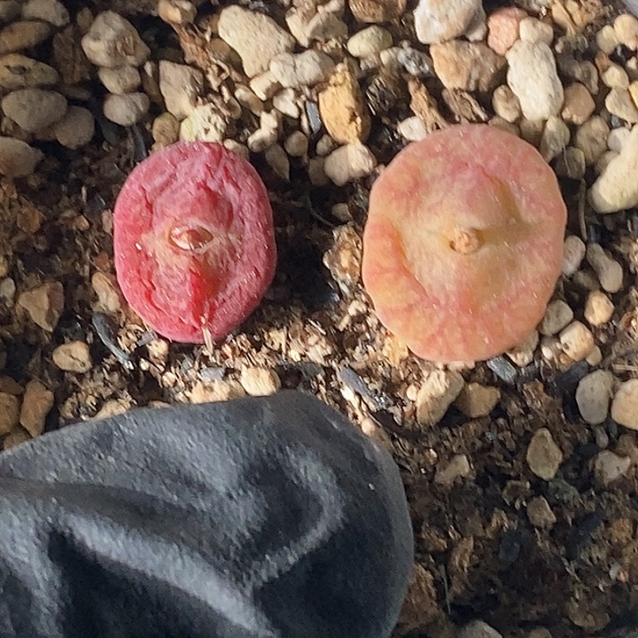 桃喜花园0131-142杂交2颗