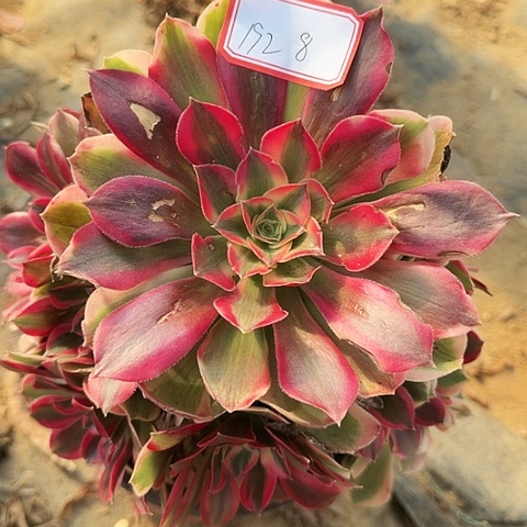 多肉植物粉女郎192