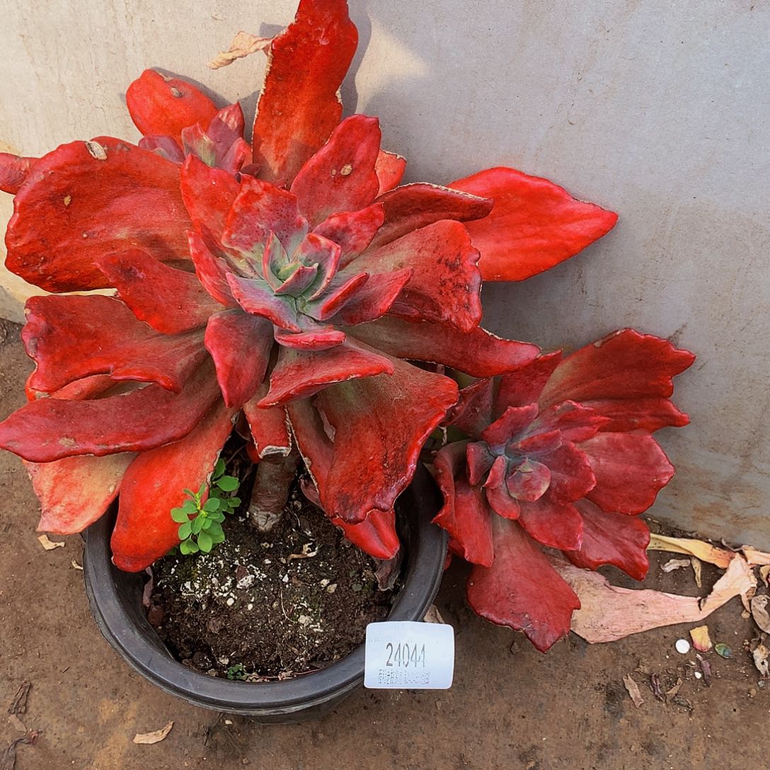 柯***芳钻石锦24044吨肉多肉