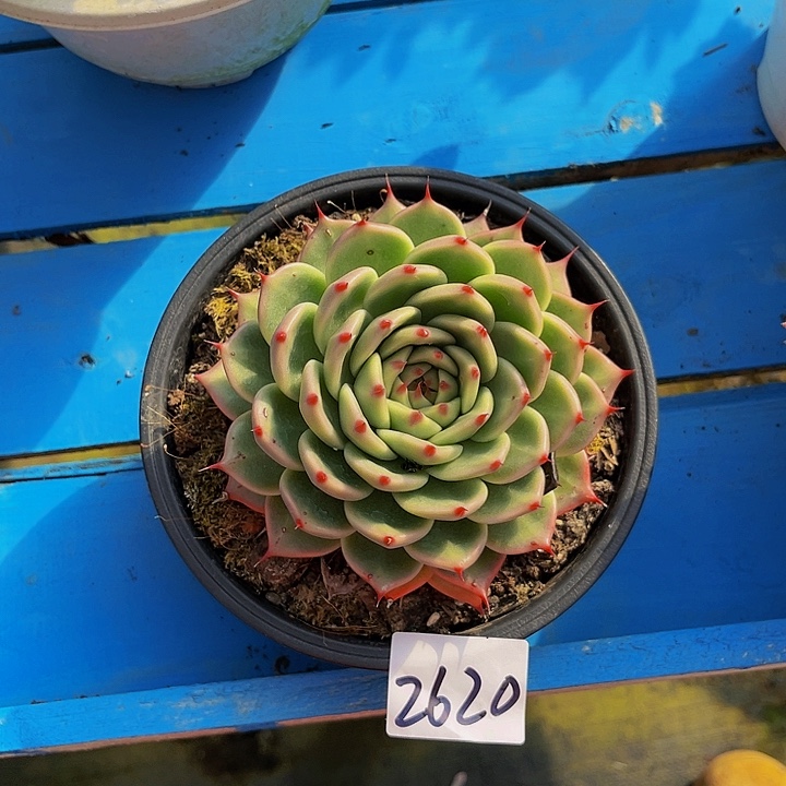 玫****?托斯卡纳2620