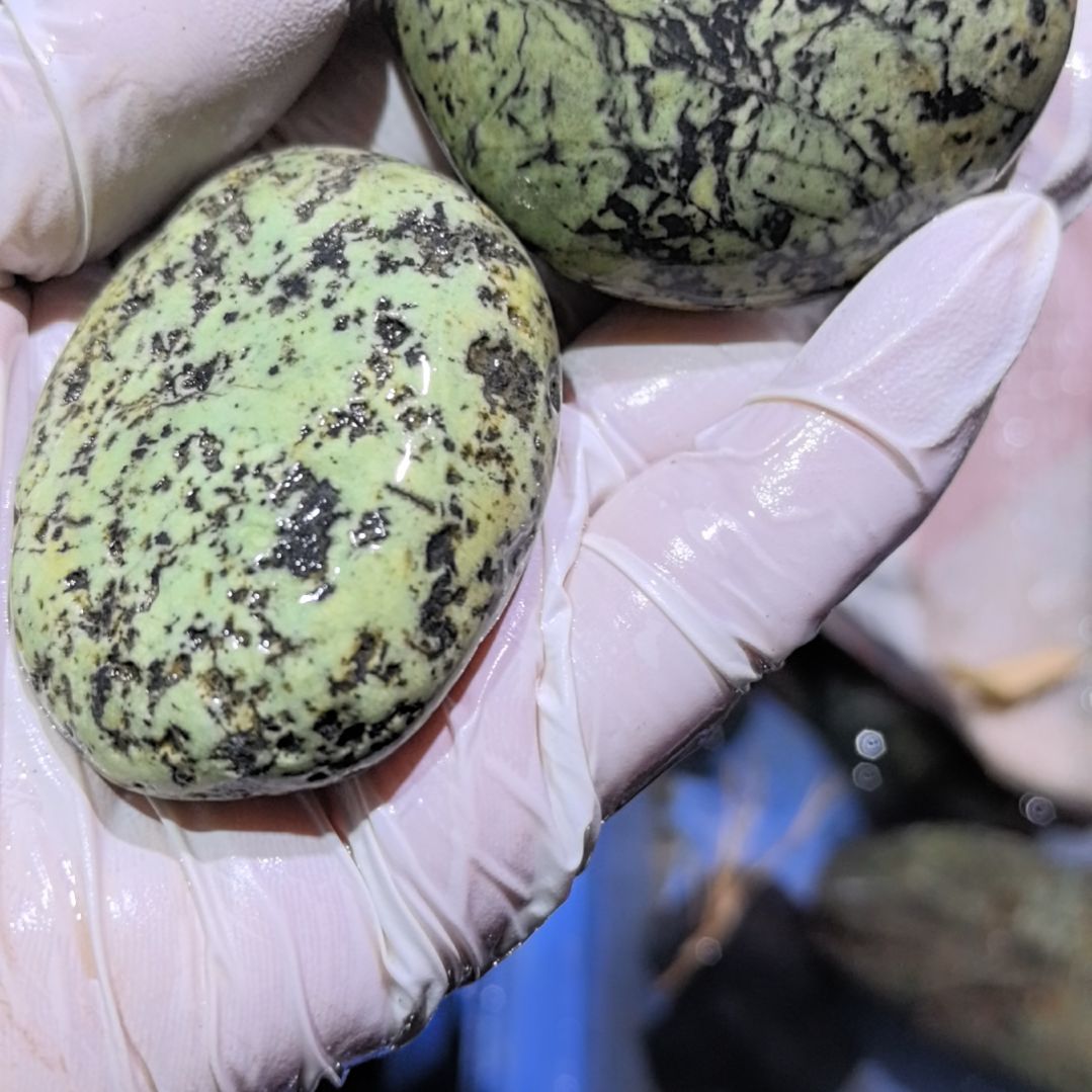 陈***乐藏玉药王石原石2个藏玉