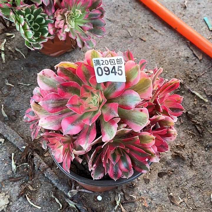 0945 一颗粉女巫法师