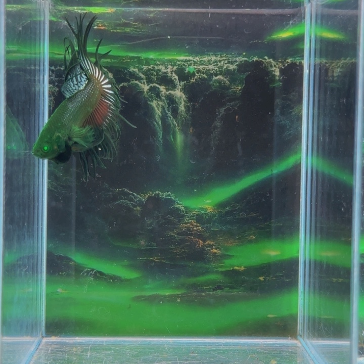 紫印母鱼我们就这样一个孩子