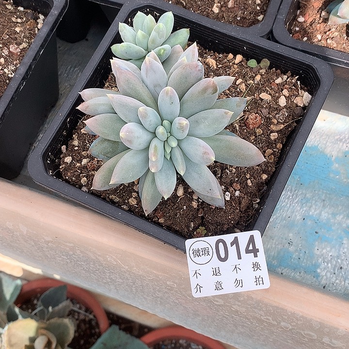 彩体哥特缀化 中秋福利8折 需延迟发货