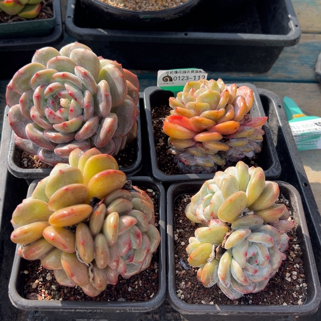 从前慢多肉精选编号0123.112