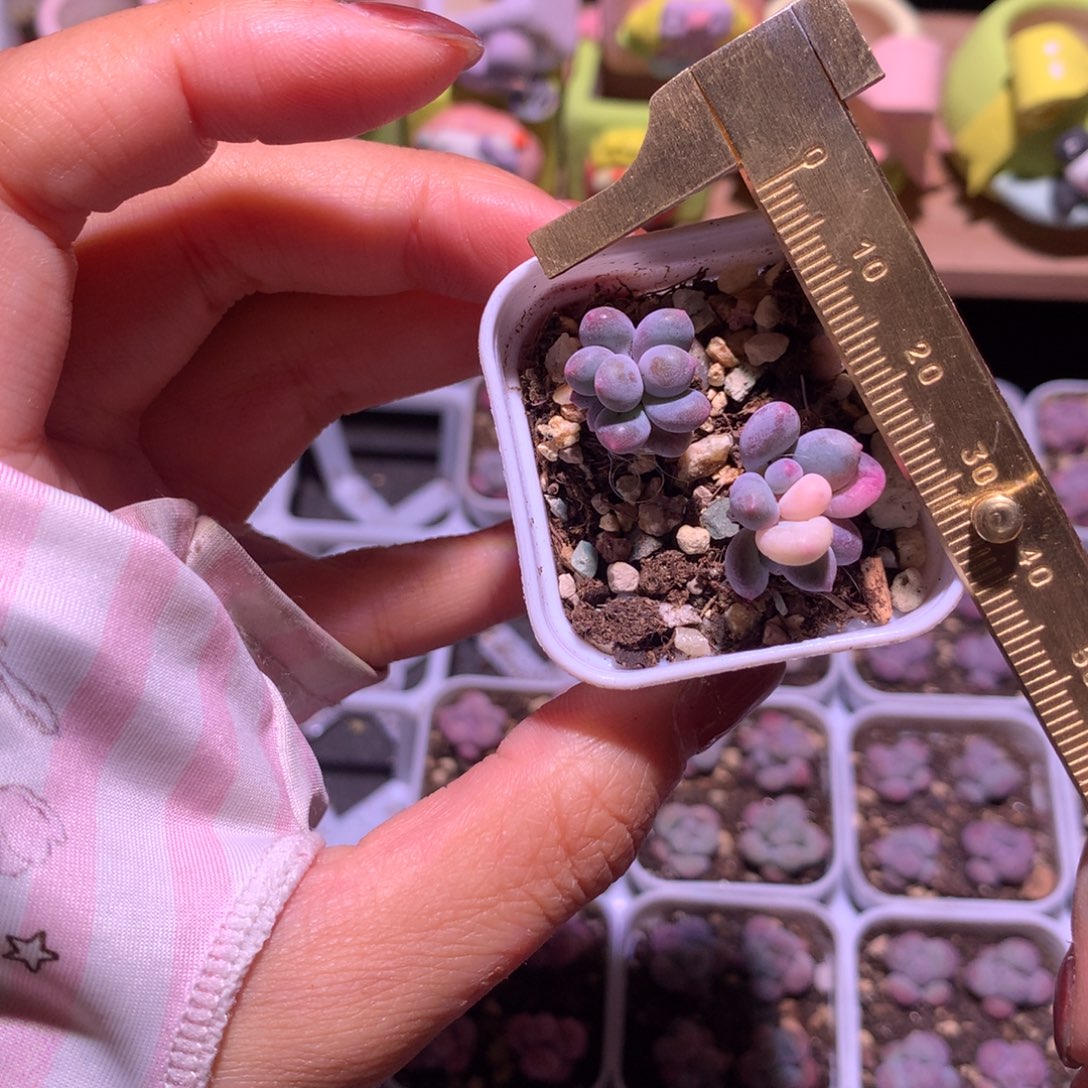 奶酪锦2颗奶酪锦啊啊