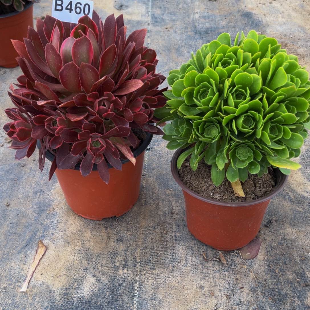 依*然法师多肉组合460