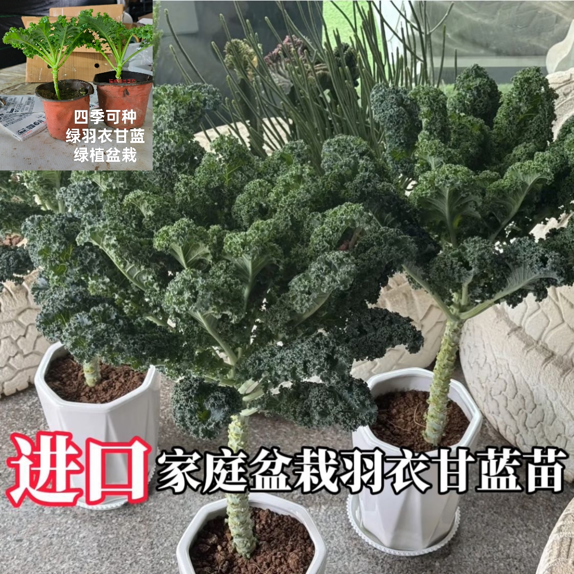 绿植绿羽衣室内阳台可种，绿羽衣甘蓝小盆栽，四季可种可吃一盆包邮