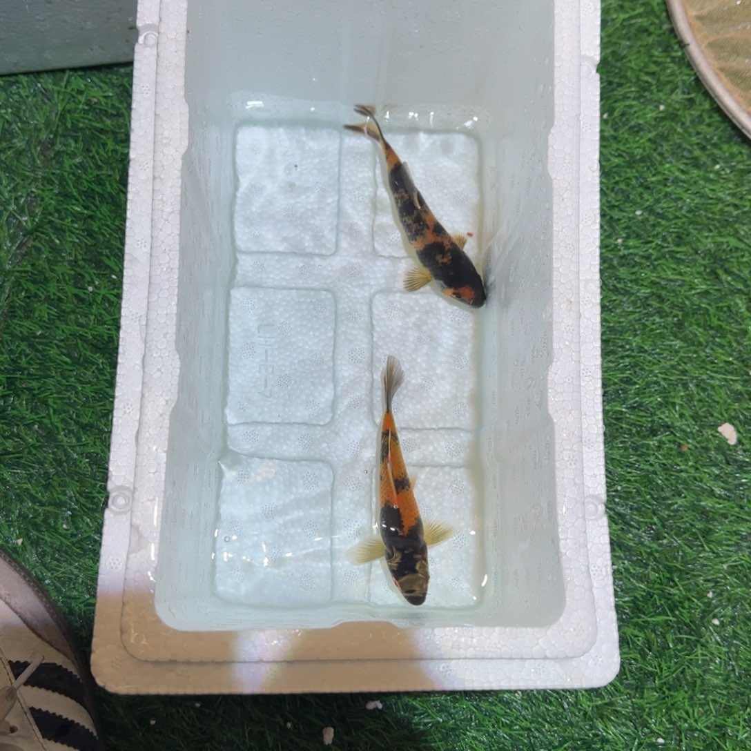 锦鲤锦鲤 观赏鱼锦鲤