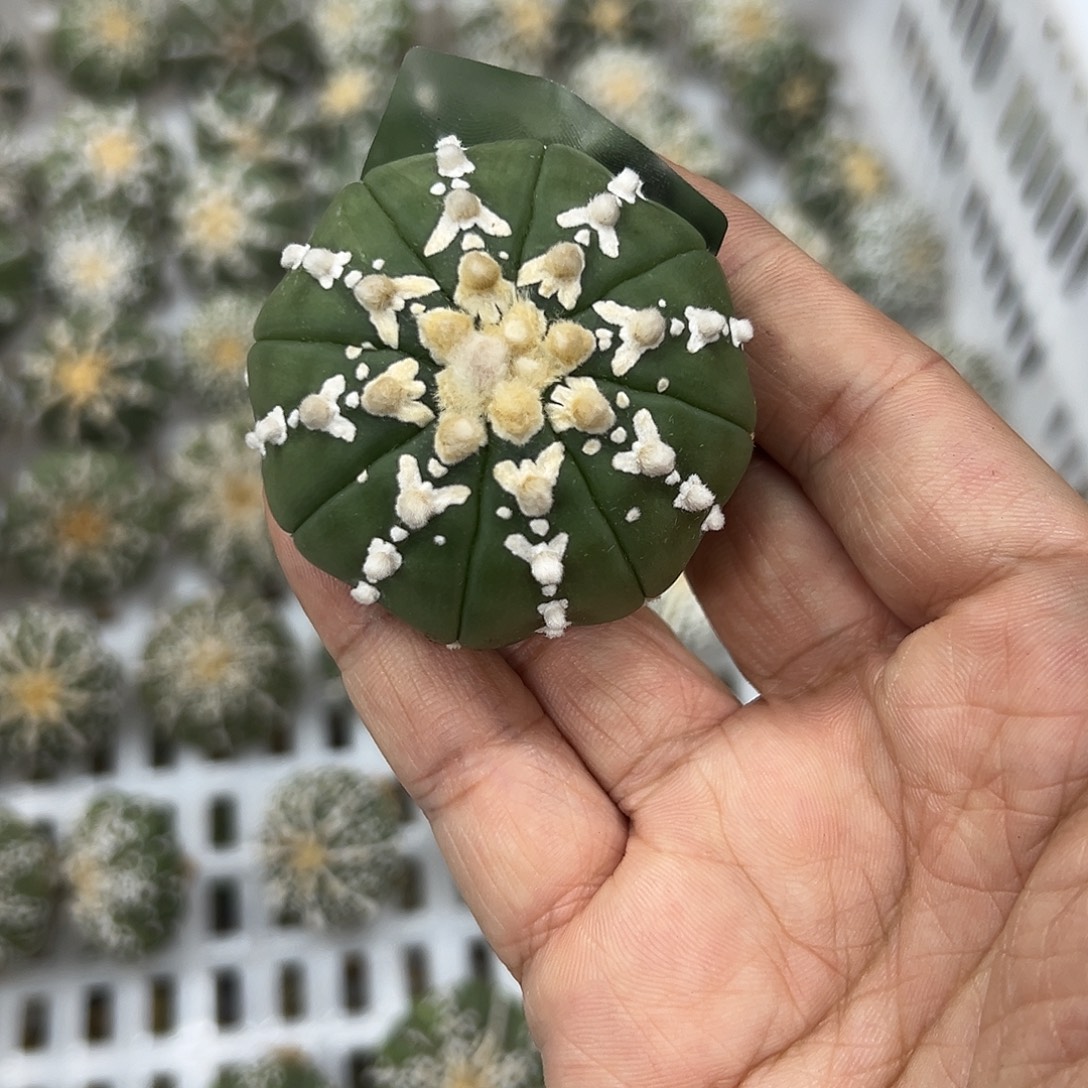 繁****C041号兜仙人球多肉