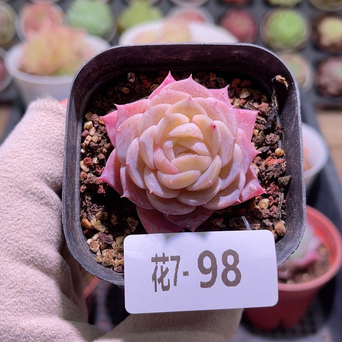 花利美7-98纯爱单头