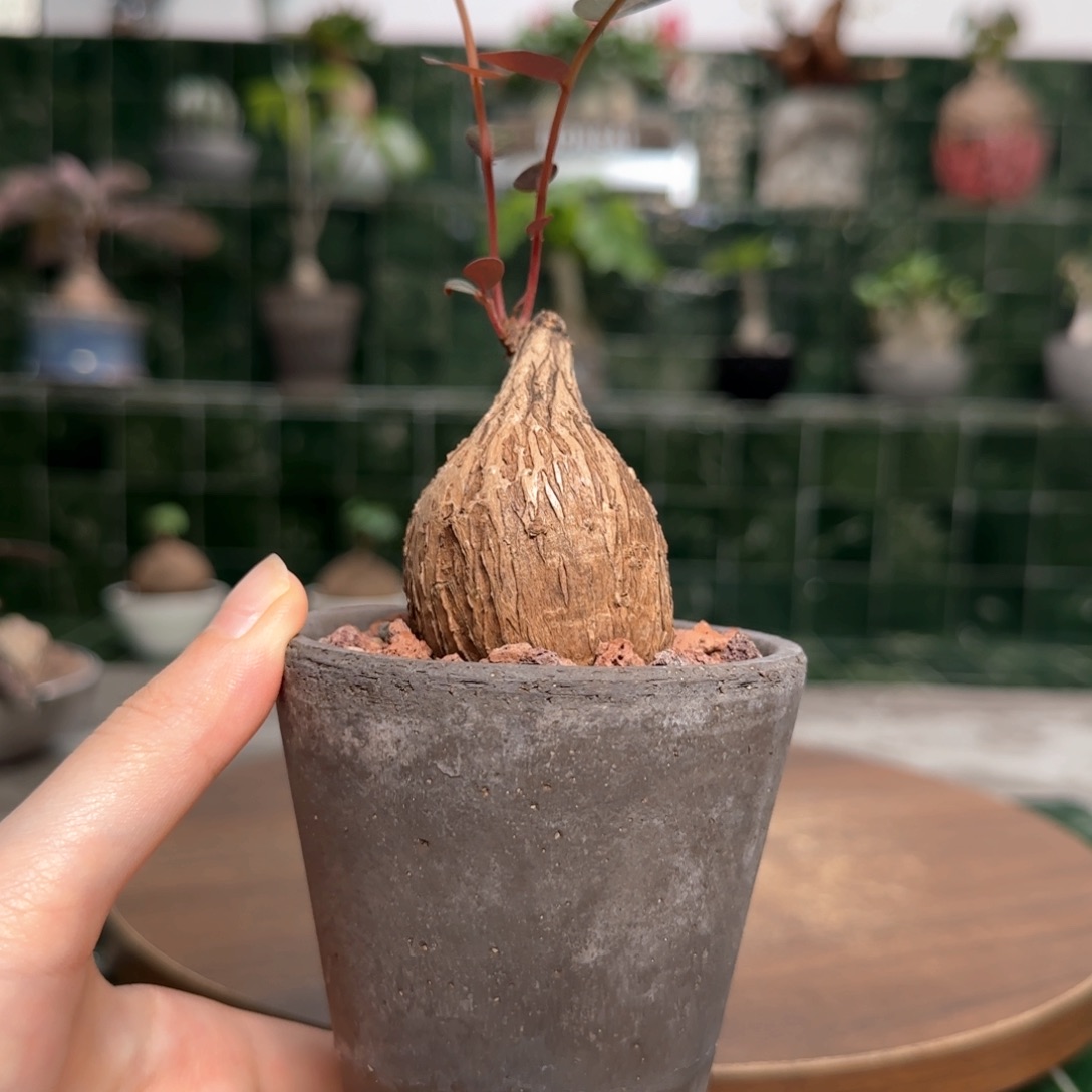 当前无花朵，栽培后可花朵奇异油甘