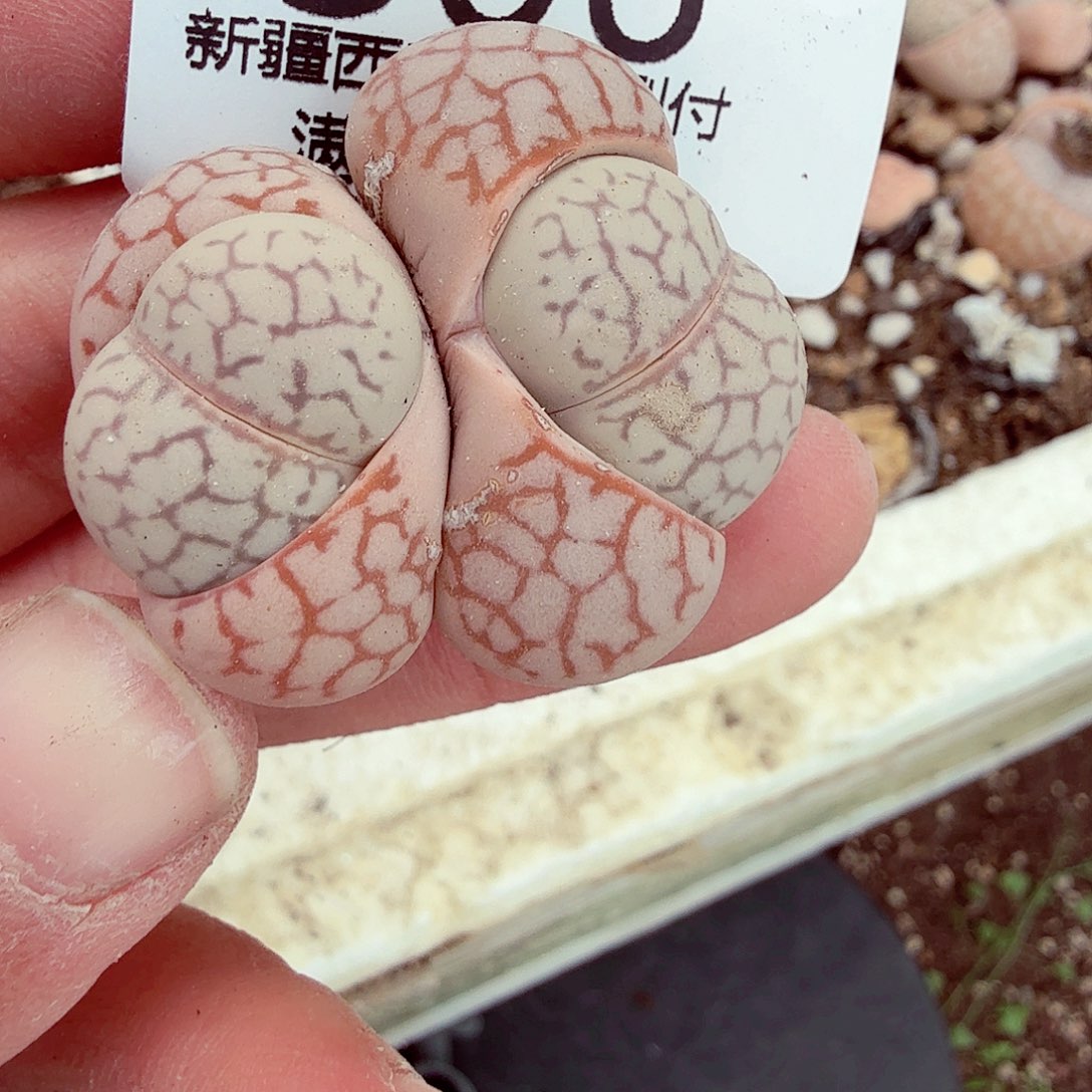 你说是的啊不对是306