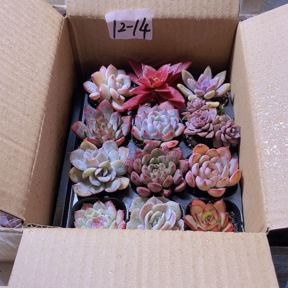 【闪购商品】12颗-14