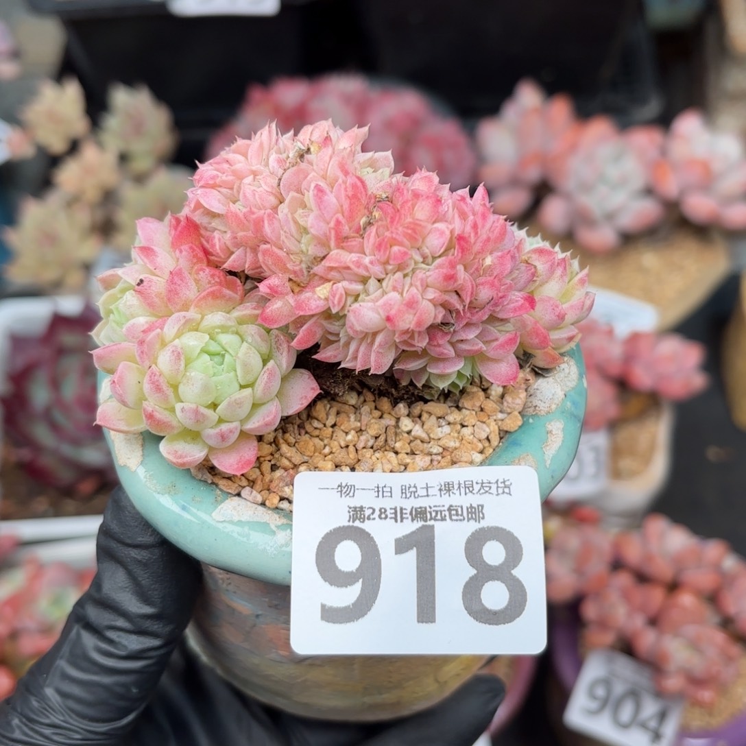 羊脂球缀化无盆土发货