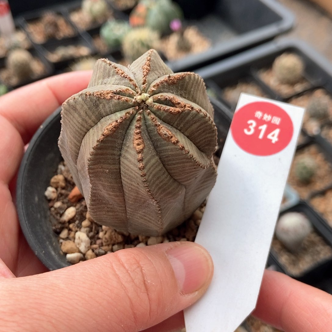 实生拉链斑欧系布纹球4.5cm