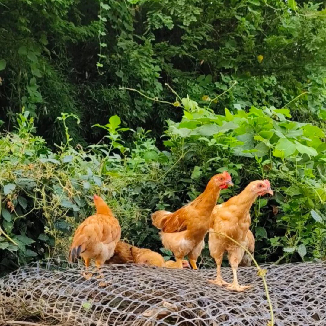 正宗农家散养小公鸡滋补营养顺丰冷链配送