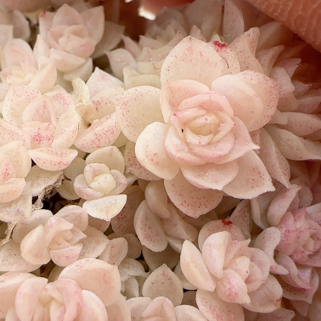 【闪购商品】0210-70花朵麦杆