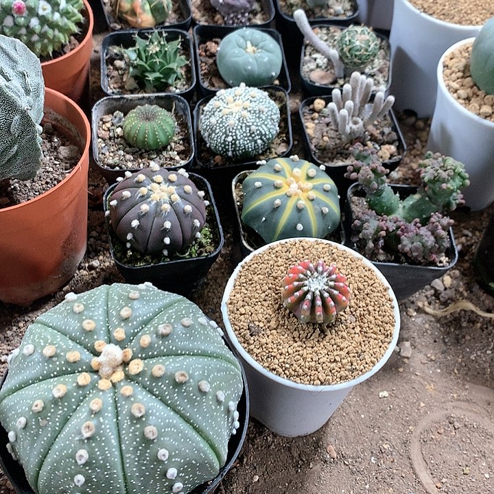 6985368536985536952398566