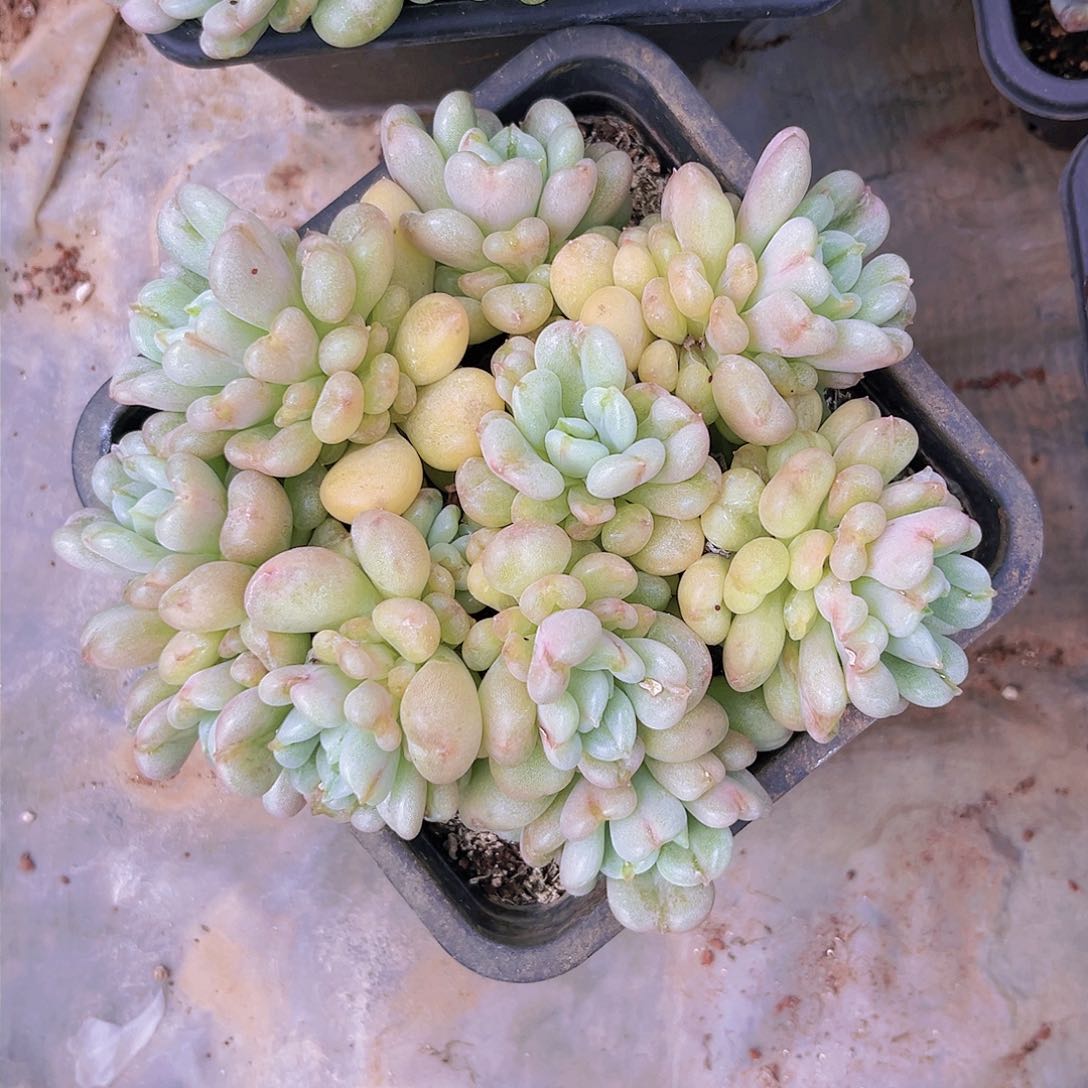 16公分888888888888888777