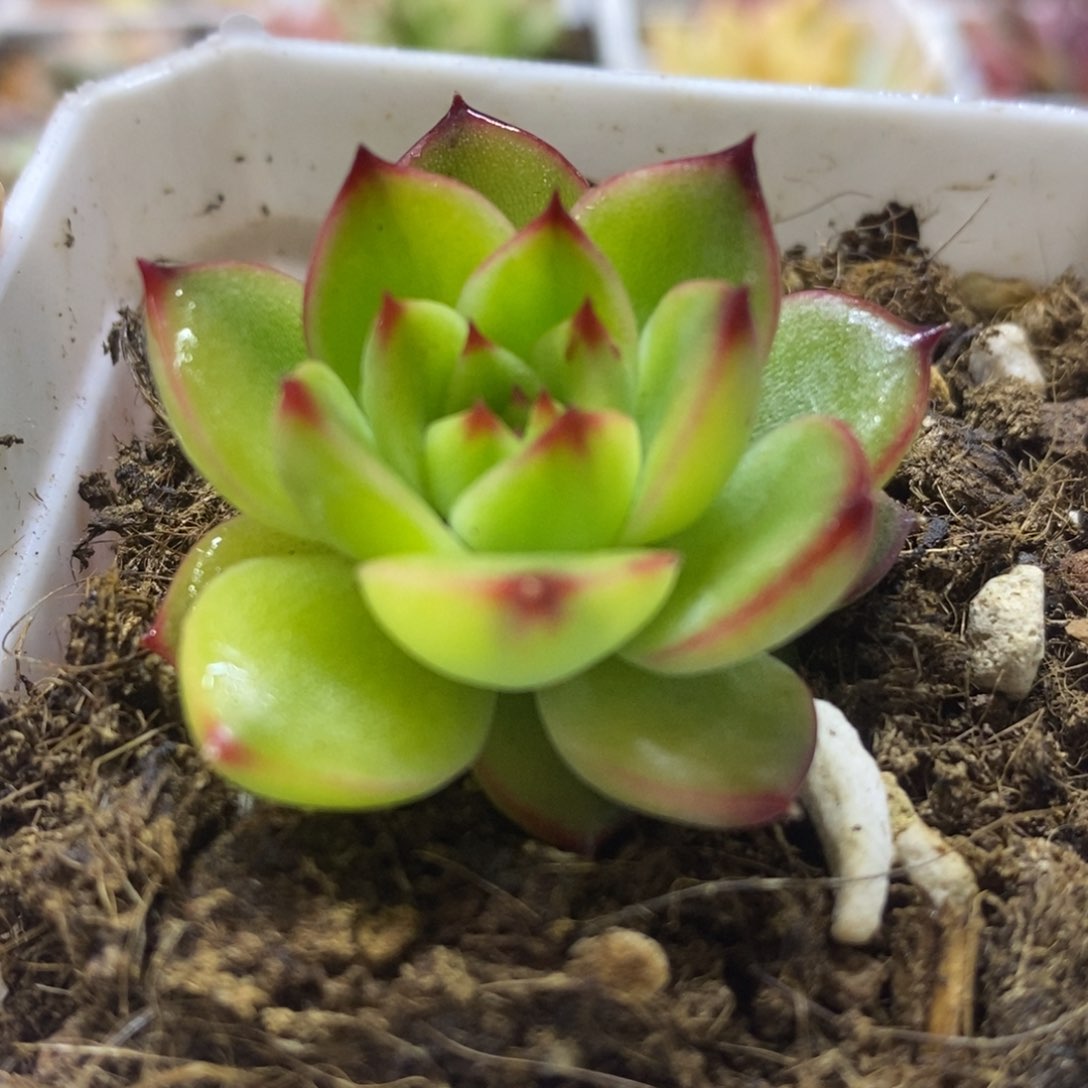 月亮石锦 多肉植物