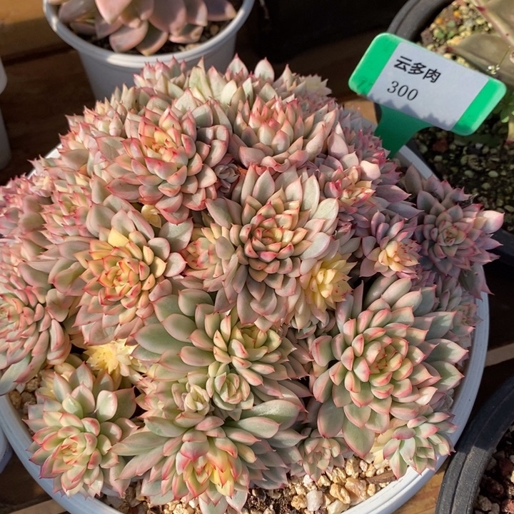 D300- 直播福利 女雏锦
