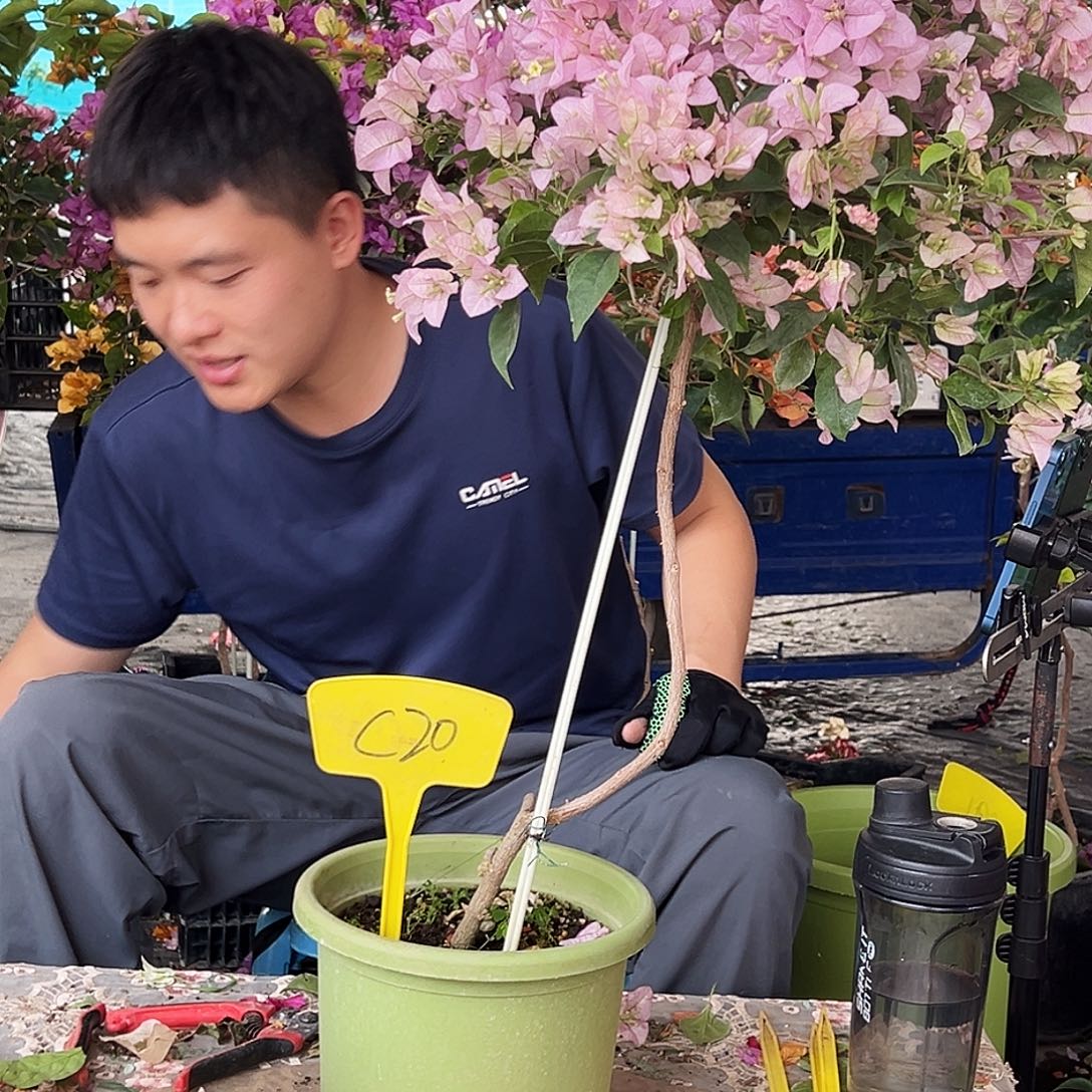 豆***芽大部分花苞少量开放C20丽娜