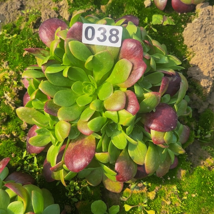 038多肉植物法师