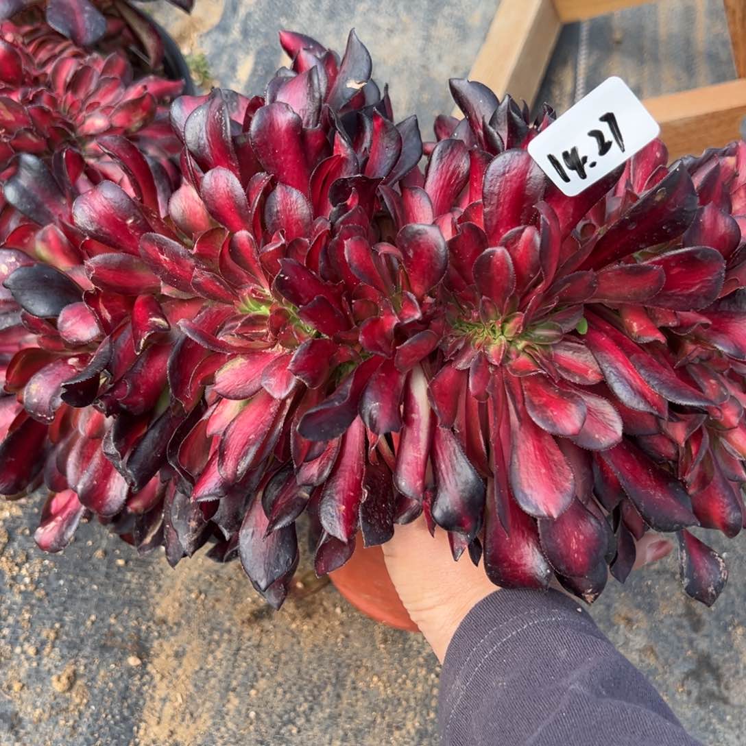 27花娜缀多肉植物紫