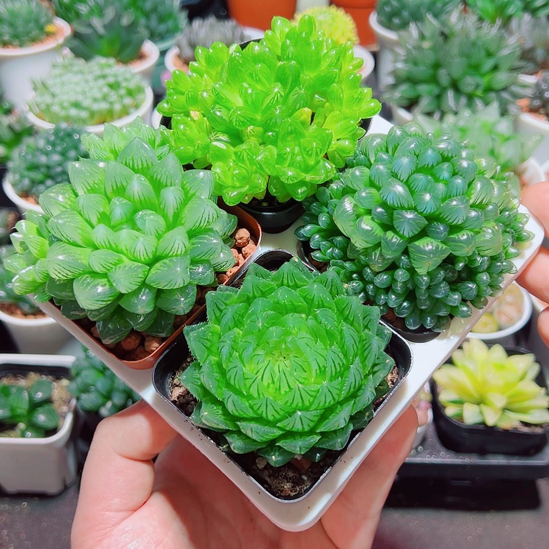 樱水晶姬玉露群雪花水晶草原盆土
