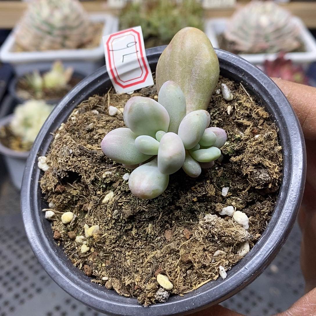 3076 桃蛋锦自然群 需延时发货