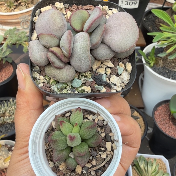 红蛋+小红嘴（满28包邮）