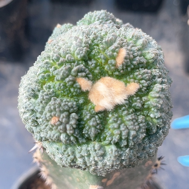 菜花满39包邮仙人球273