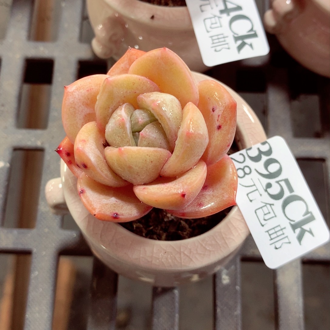 5厘米盆精控多肉395