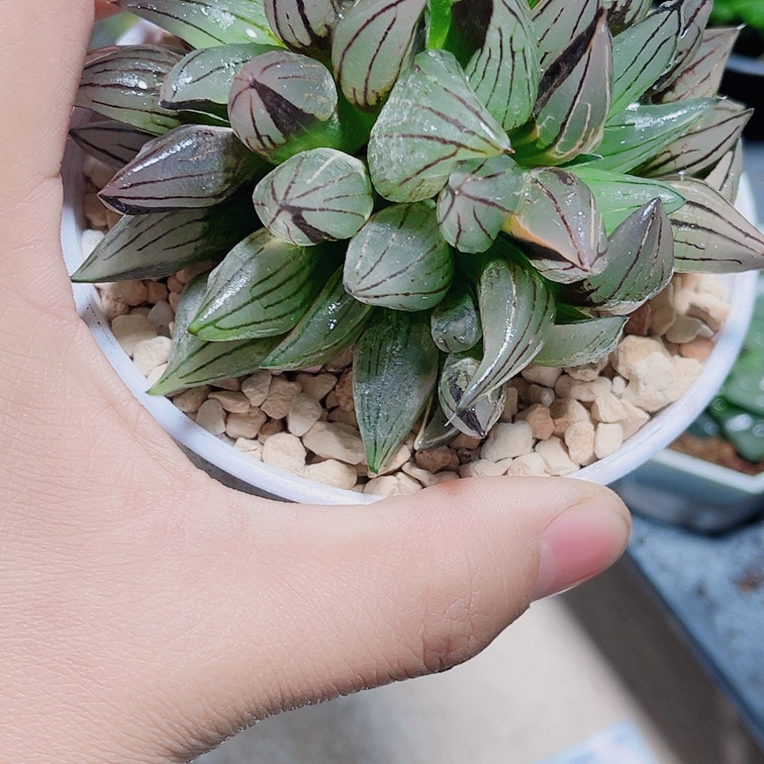 西瓜寿新手好养的