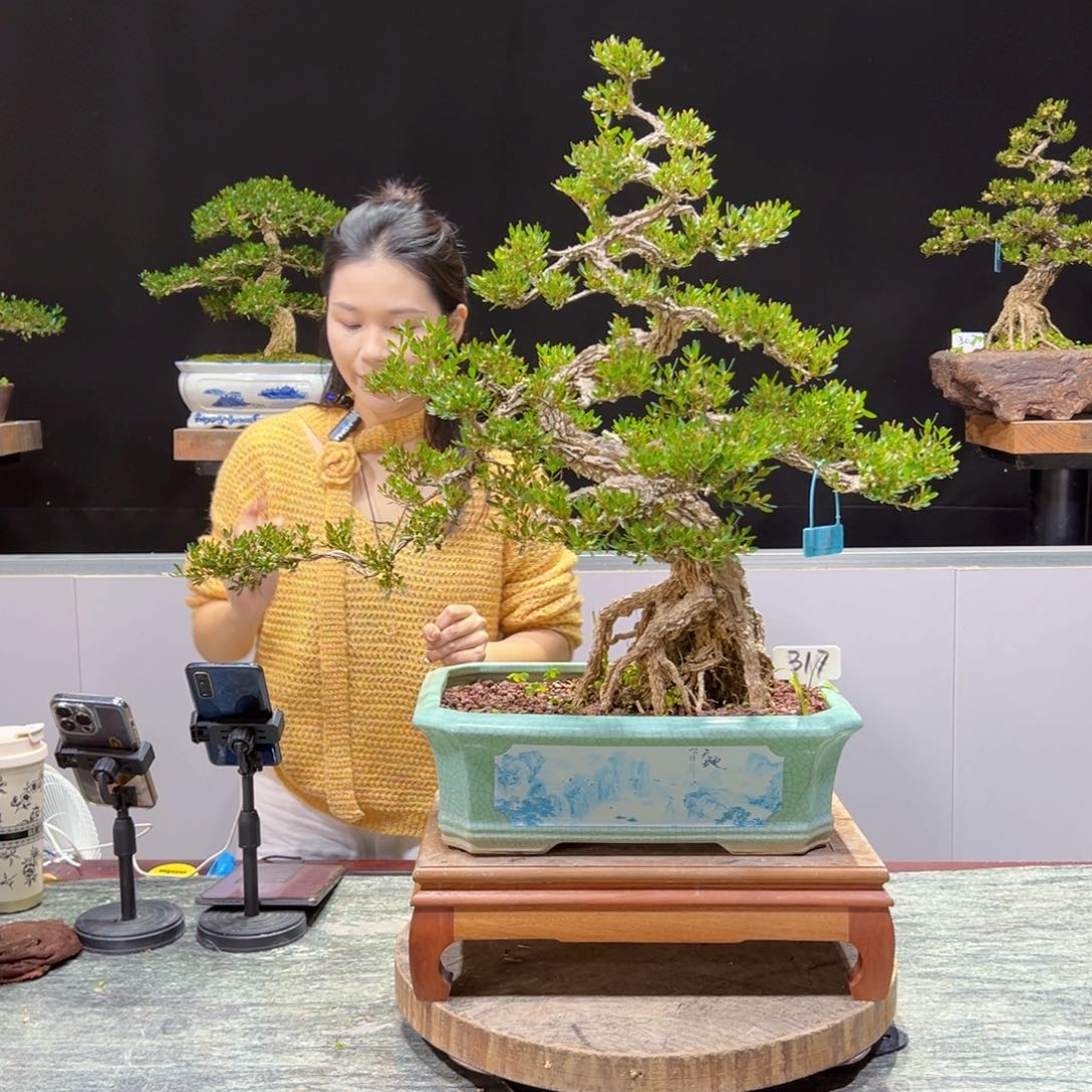 黄杨盆景老桩四季长青