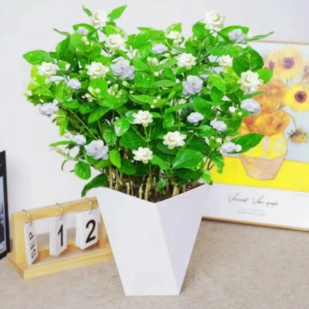 带花苞茉莉花水培盆栽办公室桌面好养懒人鲜花绿植