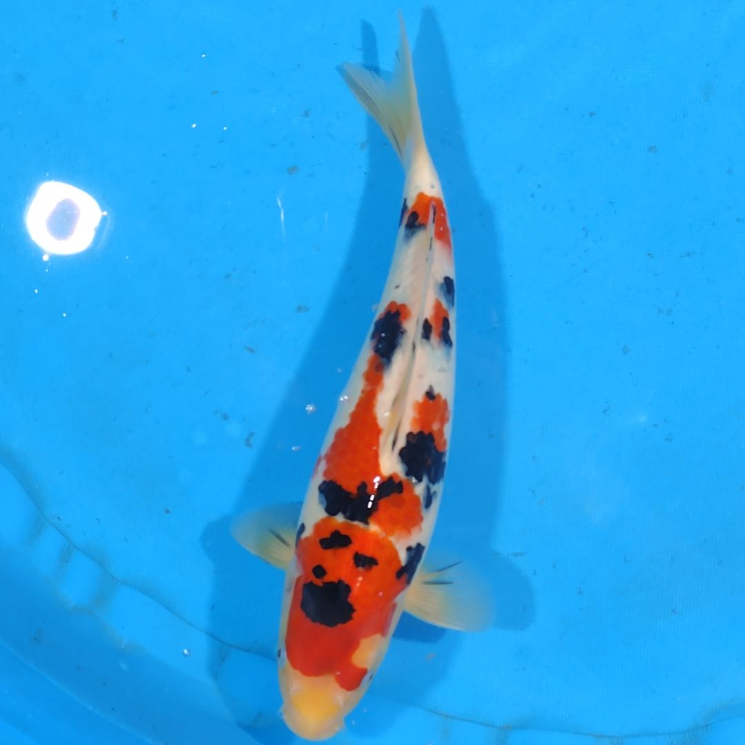 锦鲤可代26国产赛33公分手术过不寄养