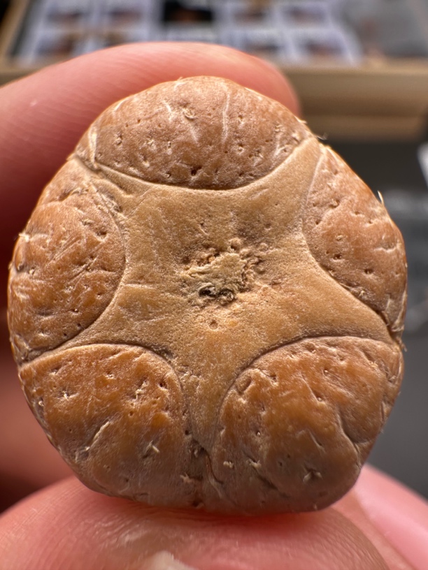 尼泊尔凤眼菩提，25年新籽，五星单颗一物一图，尺寸23.4